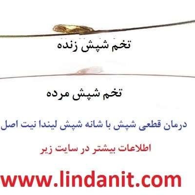 تفا